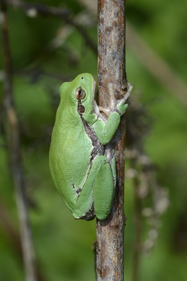 Hyla arborea? Hyla intermedia