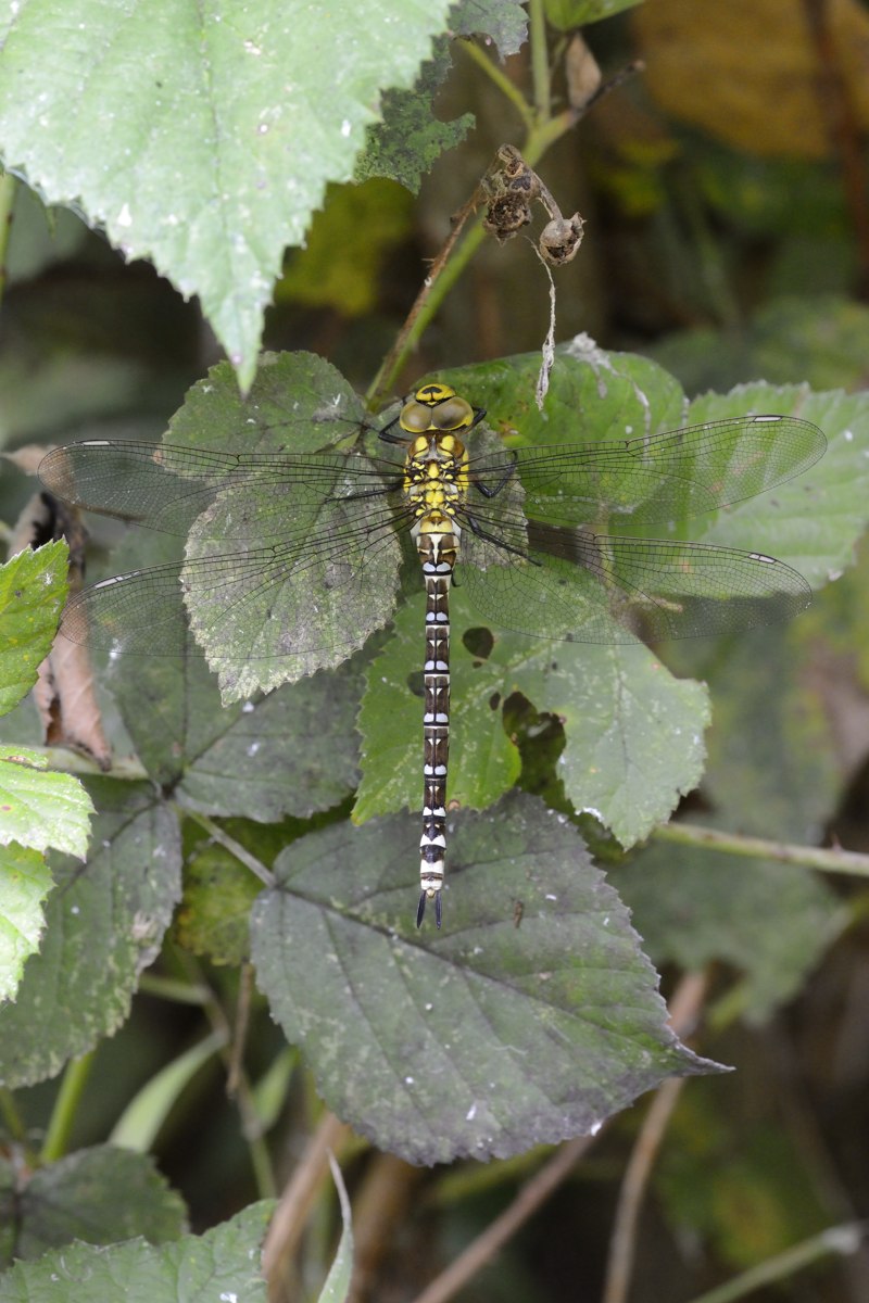 Aeshna cyanea femmina anceps