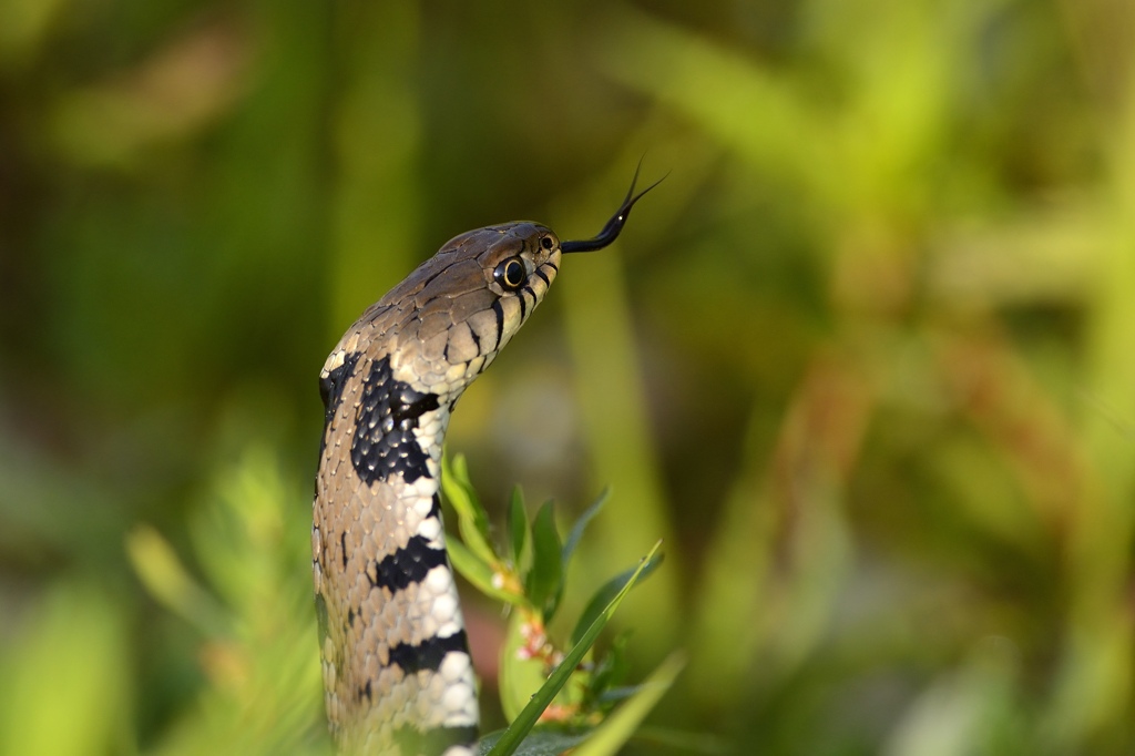 Natrice dal collare (Natrix natrix) di Carmagnola