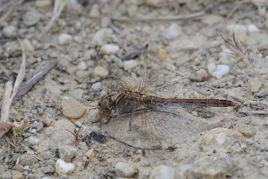 Sympetrum striolatum? no, Sympetrum meridionale