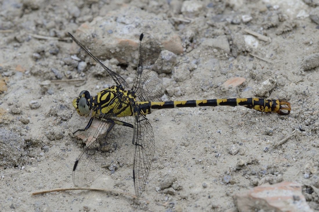 Onychogomphus forcipatus m.