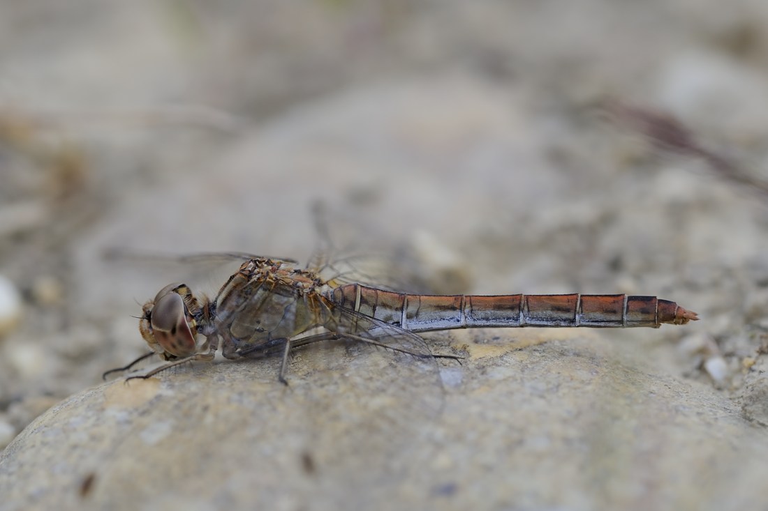 Sympetrum striolatum? no, Sympetrum meridionale