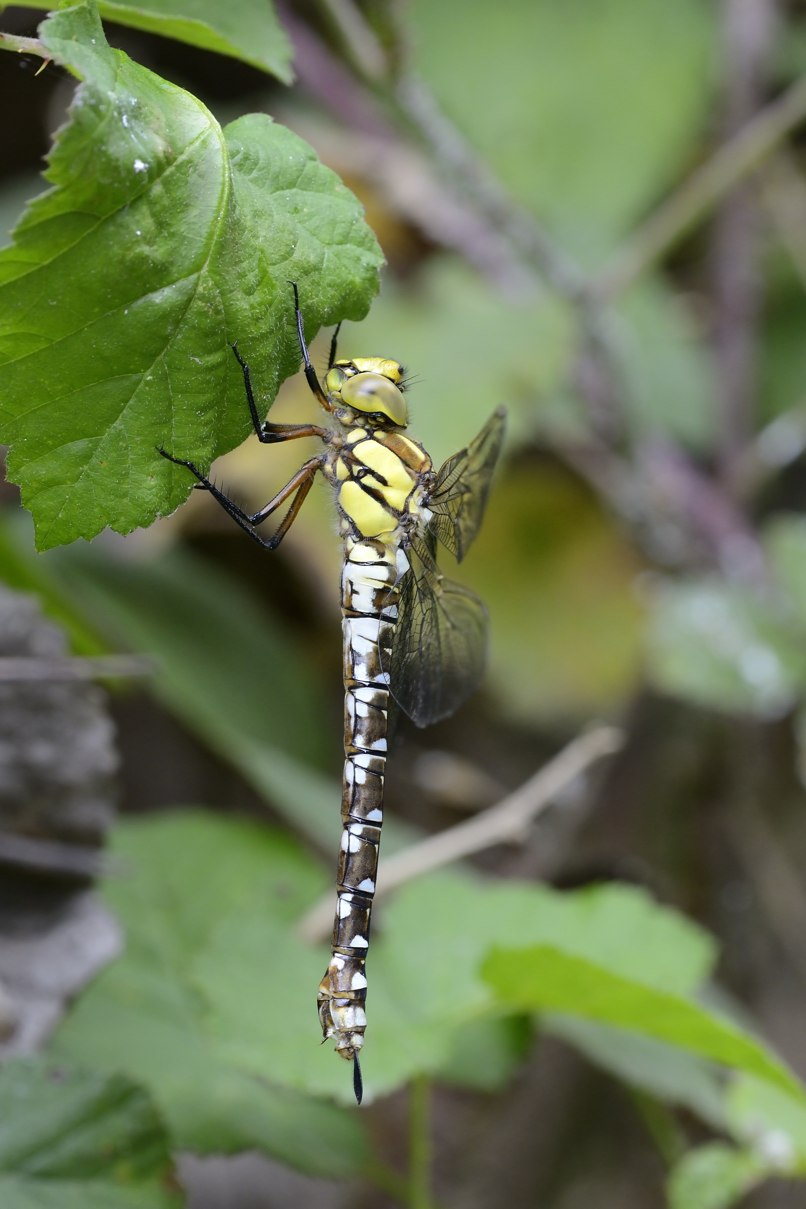 Aeshna cyanea femmina anceps