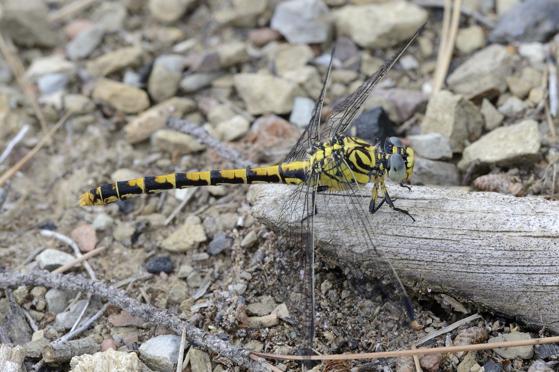 Onychogomphus forcipatus m.