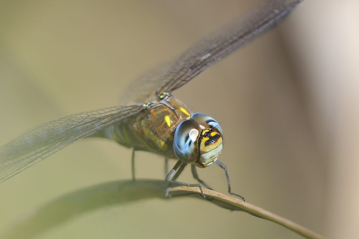 Musetto di Aeshna mixta