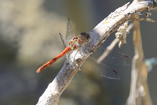 Libellula da ID