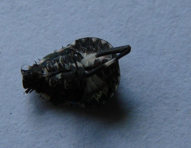 Pentatomidae: Halyomorpha halys - ninfa terminale (MI)