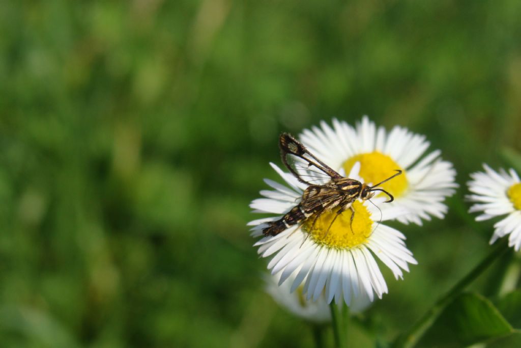 Sesiidae da id