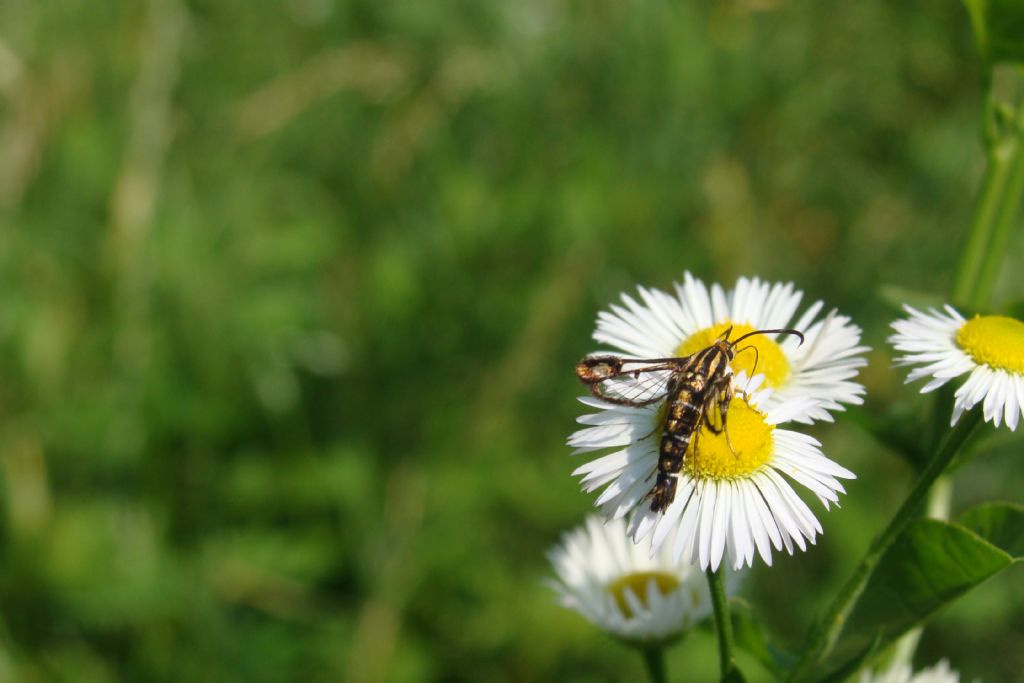 Sesiidae da id