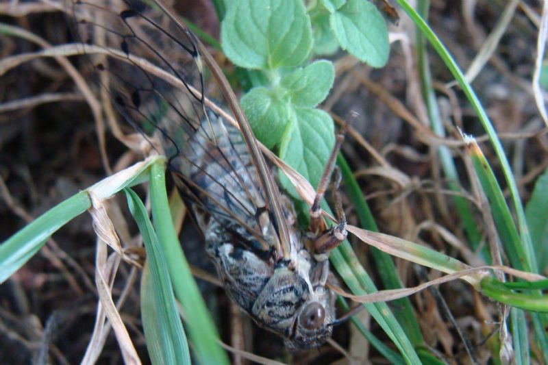 cicada orni?