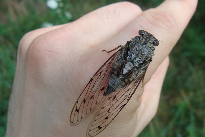 cicada orni?