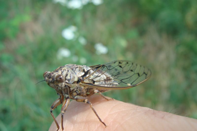 cicada orni?