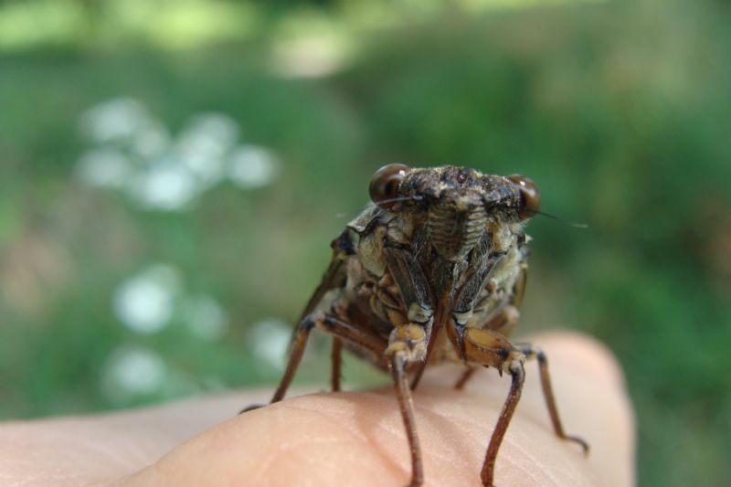 cicada orni?