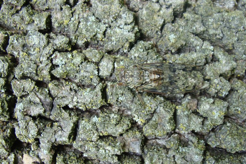 cicada orni?