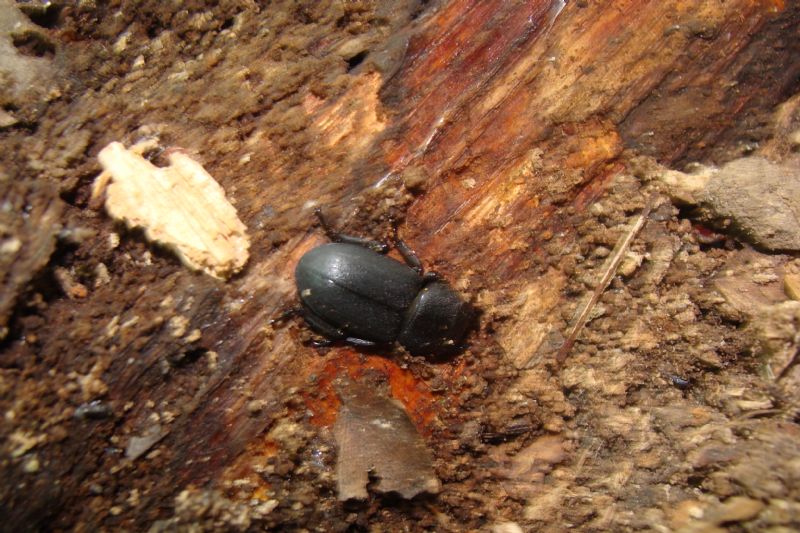 Gonocephalum?  No, Dorcus parallelipipedus,  femmina (Lucanidae)