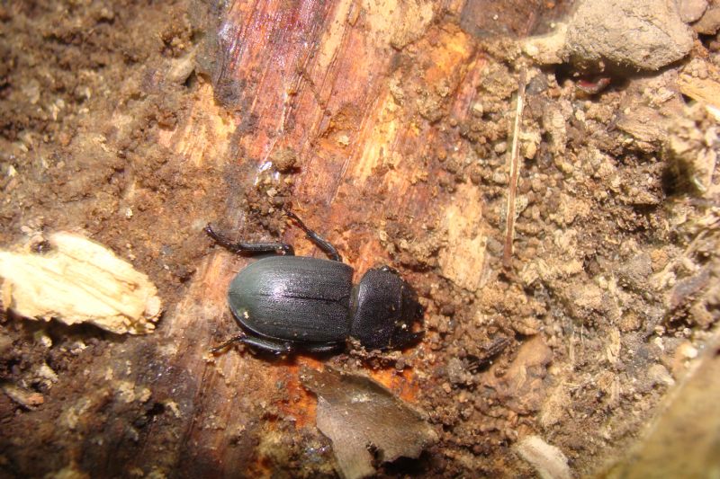 Gonocephalum?  No, Dorcus parallelipipedus,  femmina (Lucanidae)