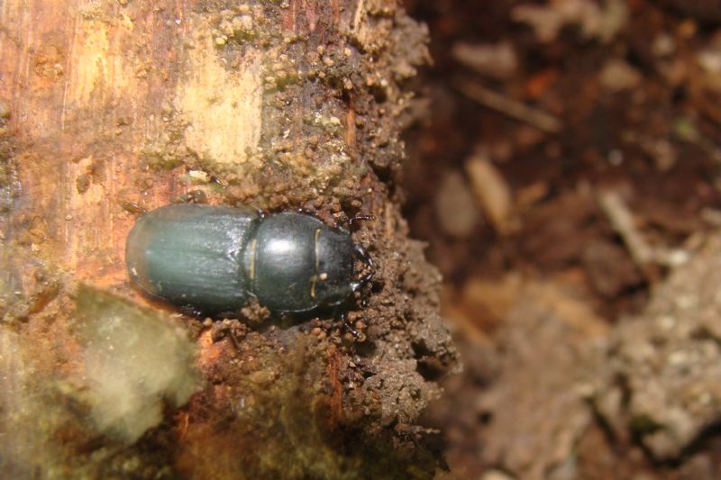 Gonocephalum?  No, Dorcus parallelipipedus,  femmina (Lucanidae)