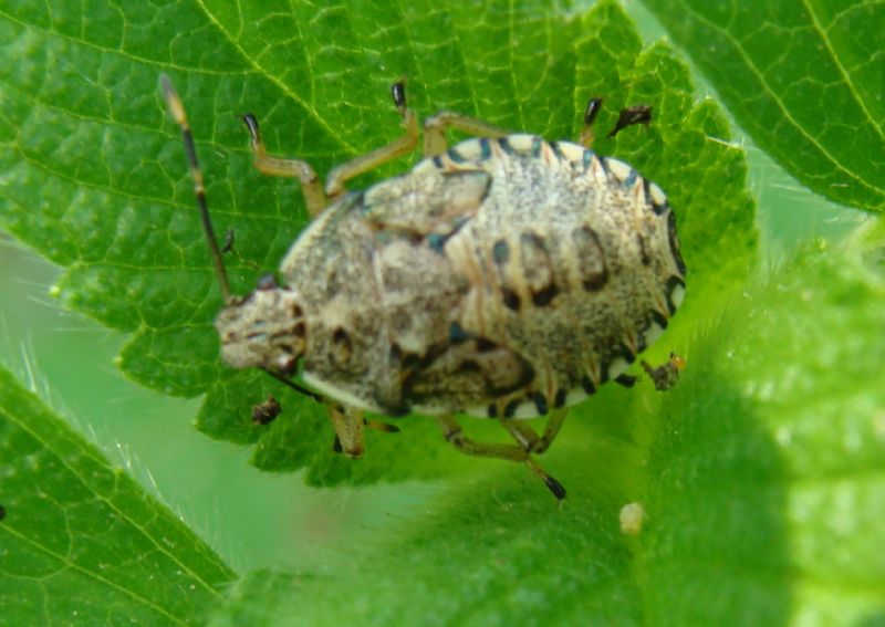 ninfa di Pentatomidae:   cfr. Arma custos