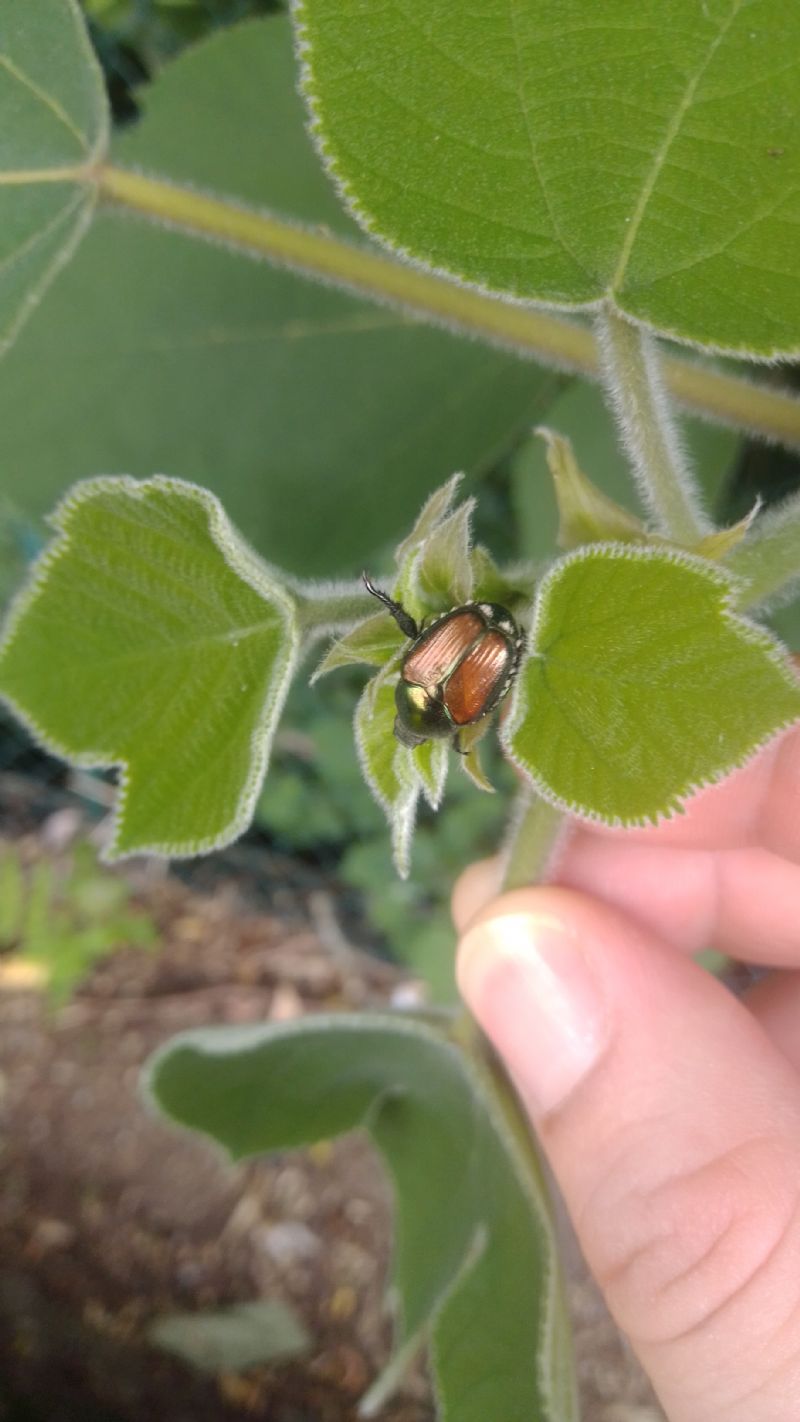 Rutelidae: Popillia japonica a Monza