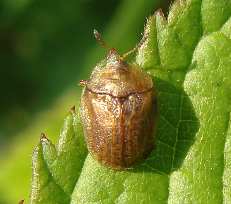 Chrysomelidae: Hypocassida cfr. subferruginea