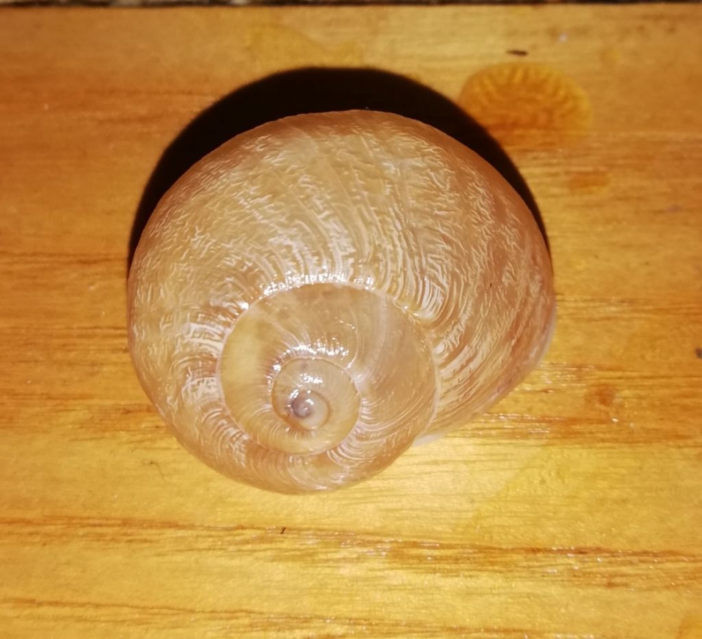 Helix?