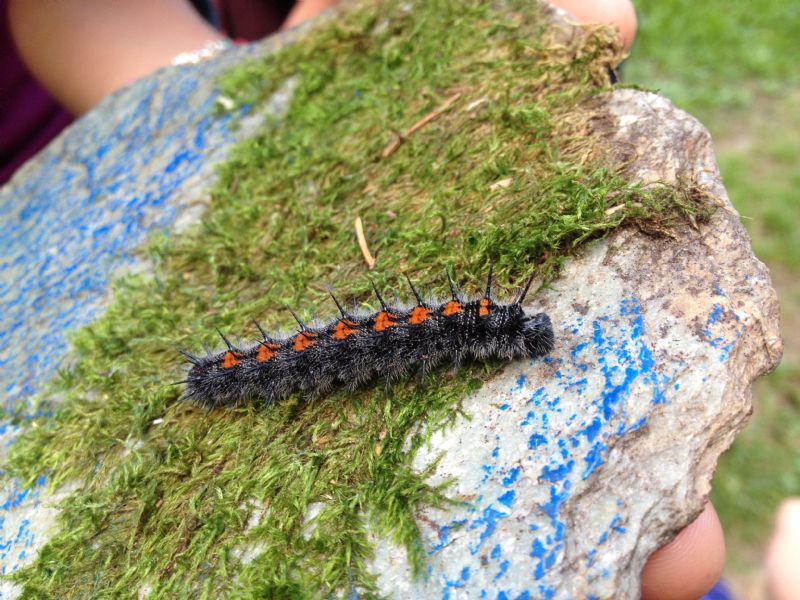 Bruco di Nymphalis antiopa, Nymphalidae