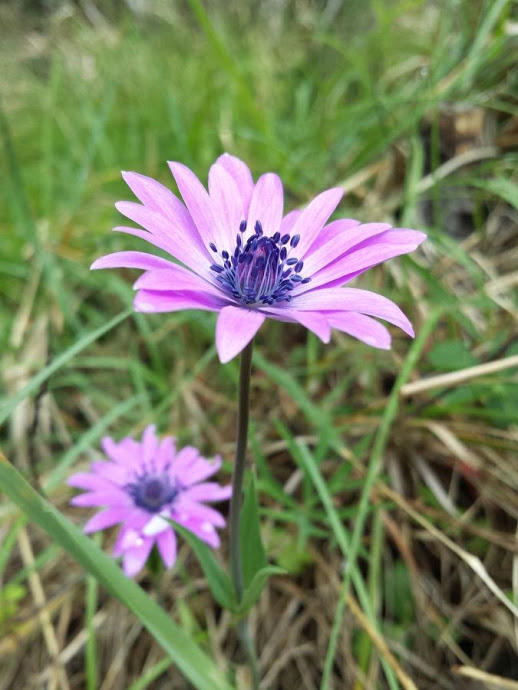 presentazione....e Anemone hortensis (Ranunculaceae)