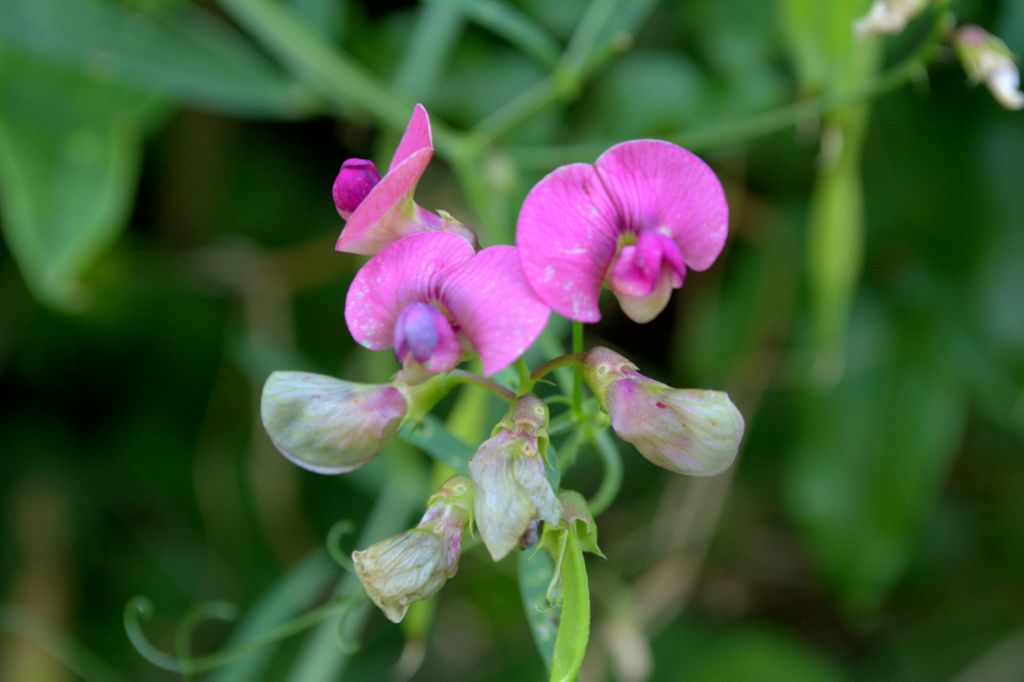 Lathyrus sylvestris?