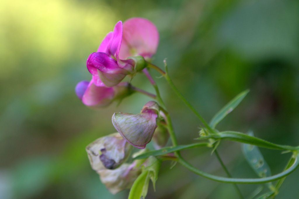 Lathyrus sylvestris?