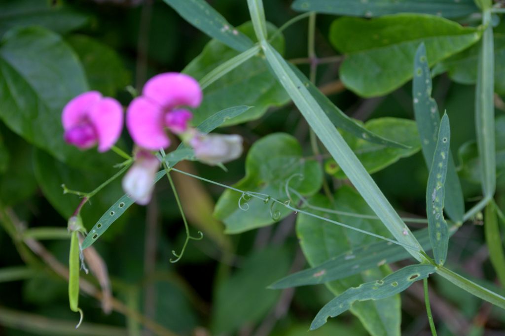 Lathyrus sylvestris?