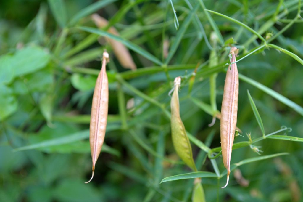 Lathyrus sylvestris?