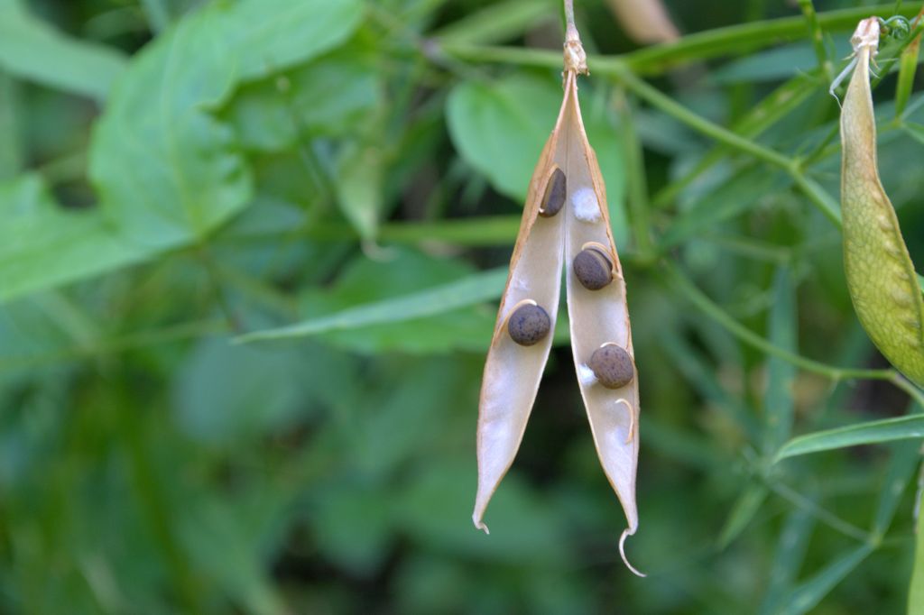 Lathyrus sylvestris?