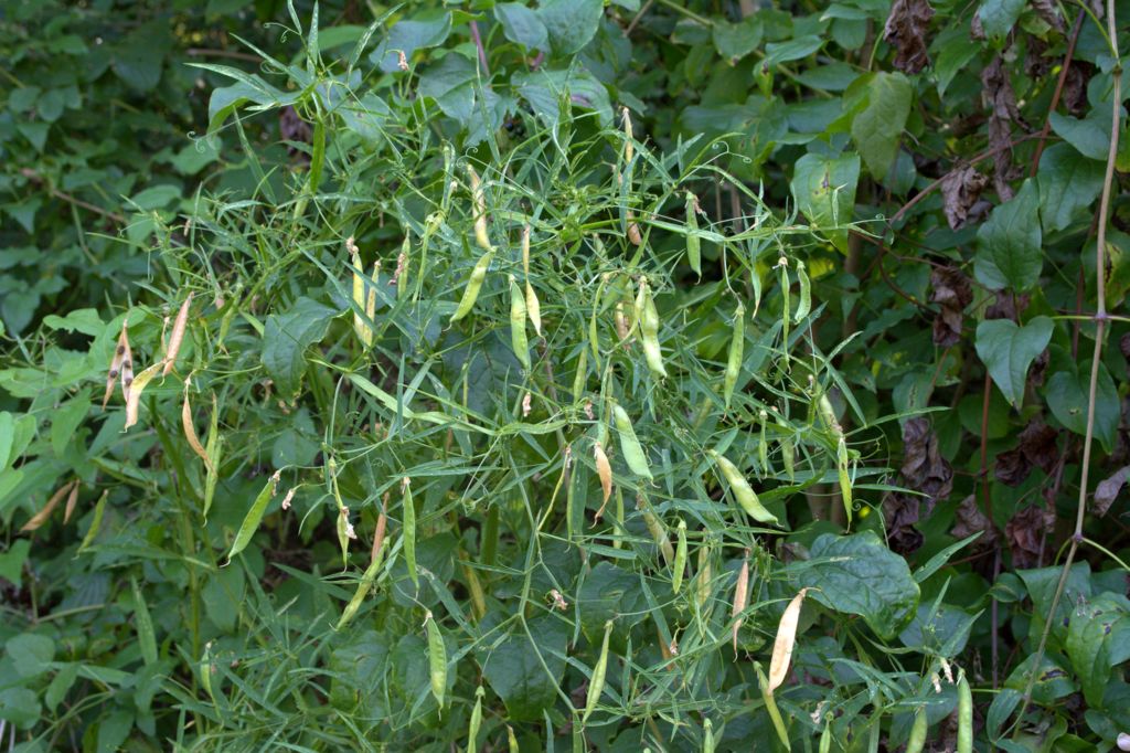 Lathyrus sylvestris?