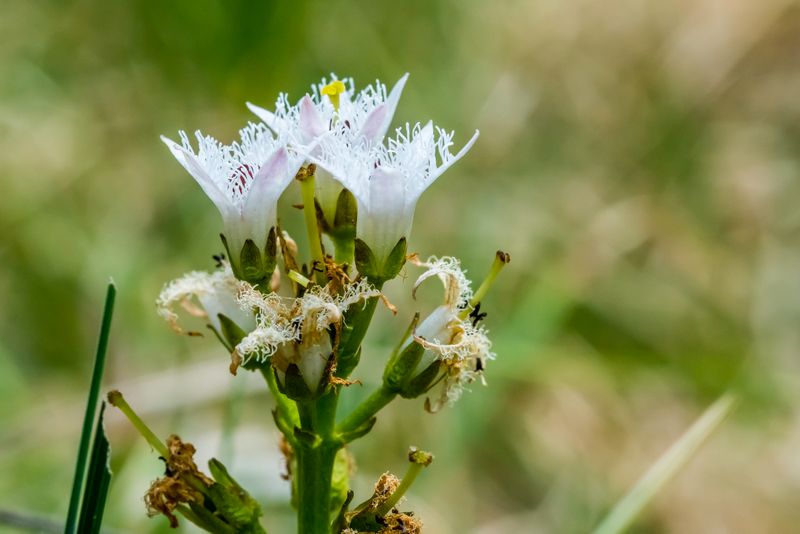 Menyanthes trifoliata / Trifoglio fibrino