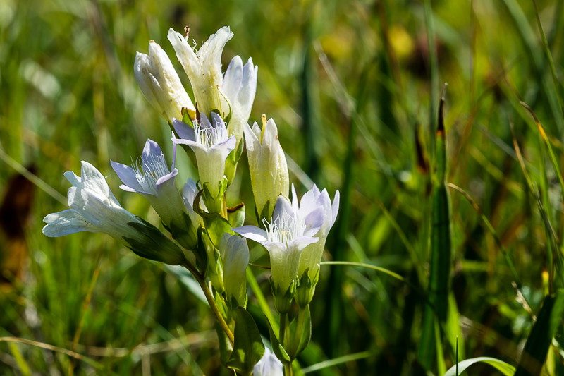 Gentianella cfr. germanica