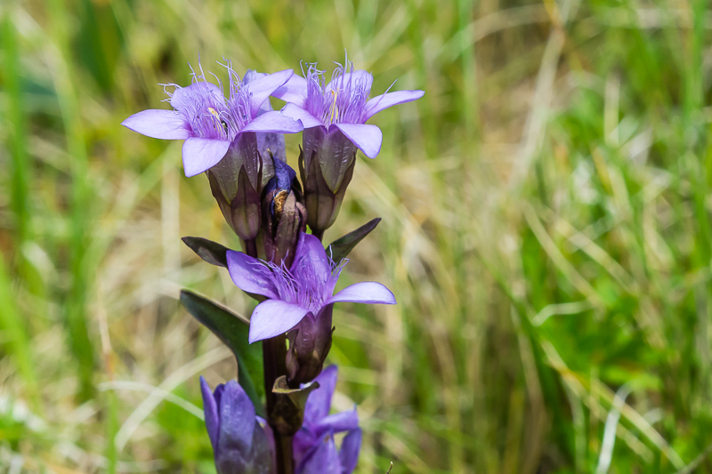 Gentianella cfr. germanica