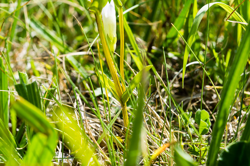 Gentianella cfr. germanica