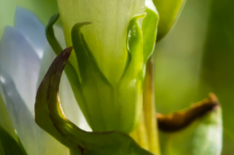 Gentianella cfr. germanica