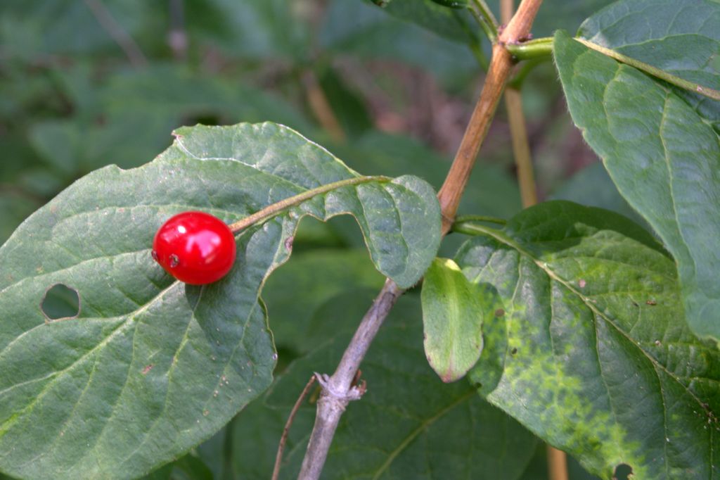 Lonicera alpigena