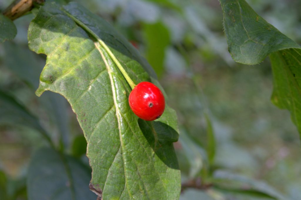 Lonicera alpigena