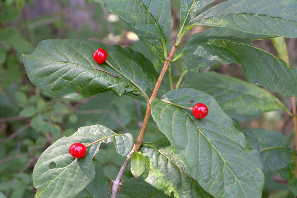 Lonicera alpigena