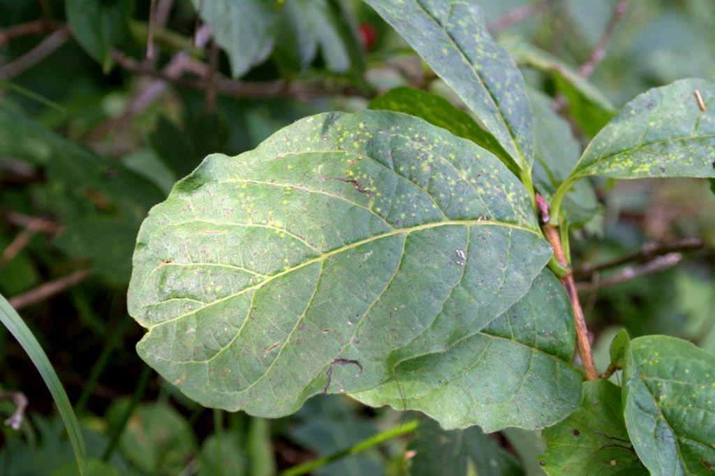 Lonicera alpigena