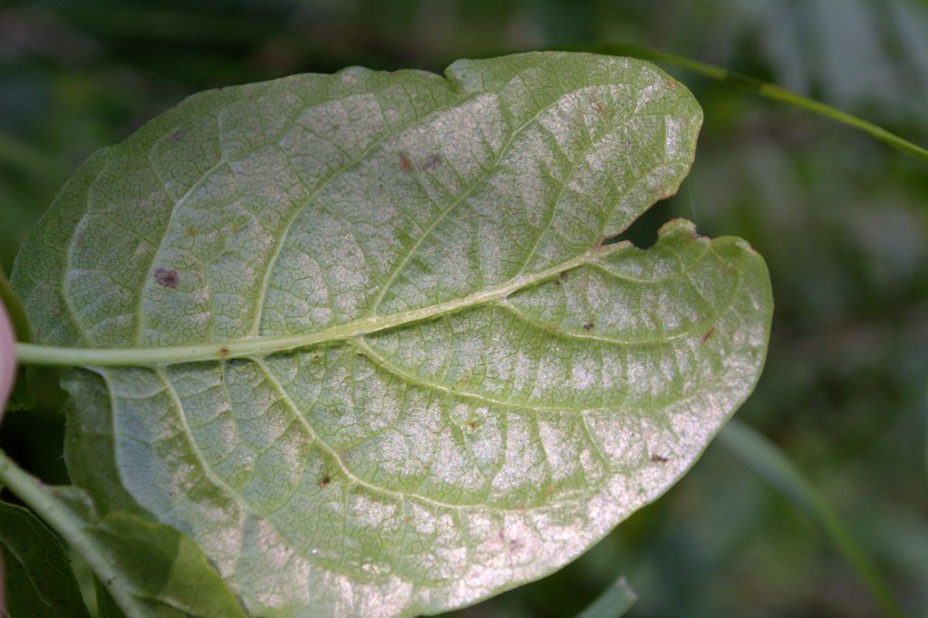 Lonicera alpigena