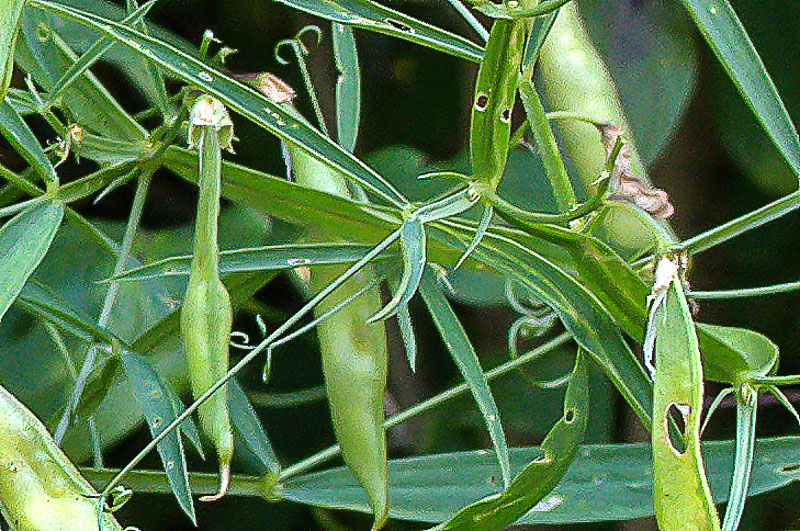 Lathyrus sylvestris?