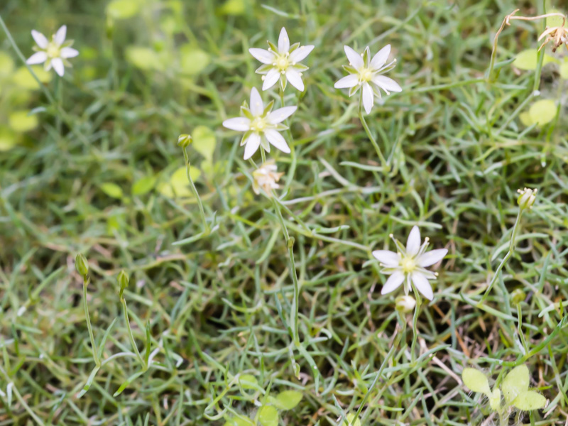 Moehringia glaucovirens / Moehringia verde-glauca