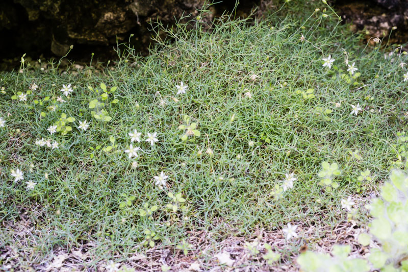 Moehringia glaucovirens / Moehringia verde-glauca