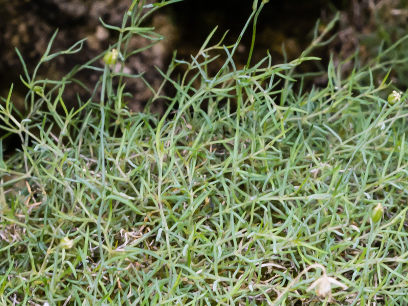 Moehringia glaucovirens / Moehringia verde-glauca
