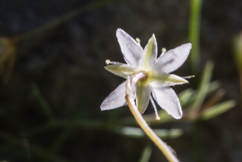 Moehringia glaucovirens / Moehringia verde-glauca