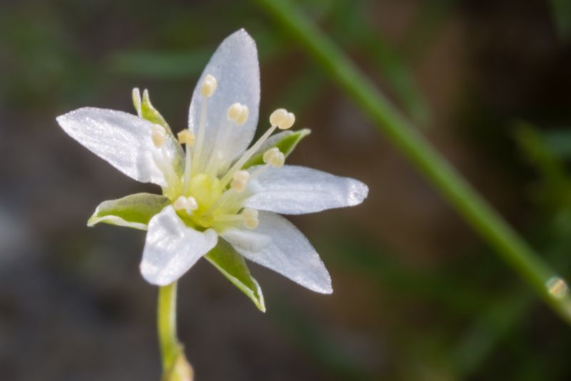 Moehringia glaucovirens / Moehringia verde-glauca