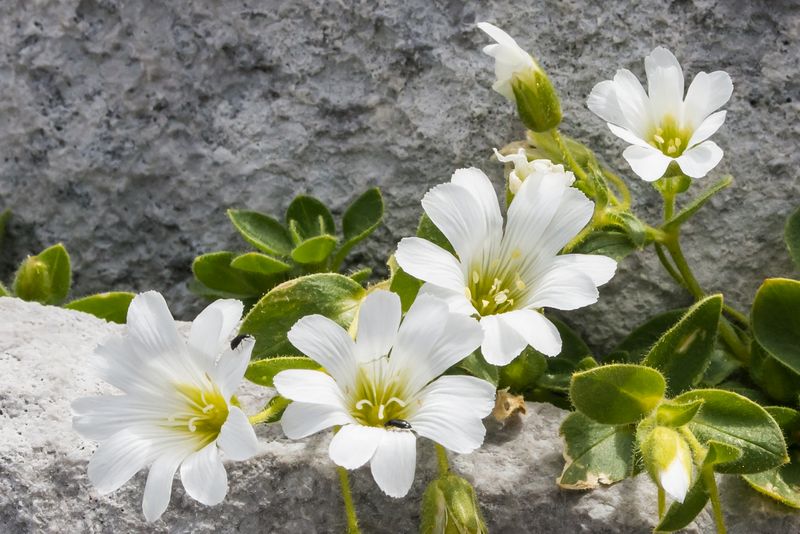 Cerastium uniflorum ?